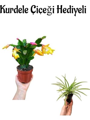 Serada Decor Plant Hediyelik Sarı Renk Yılbaşı Çiçeği Sevgililer Gününe Özel Kurdele Çiçeği Hediyeli
