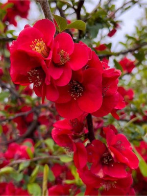 Serada Decor Plant Videolu Kırmızı Bahar Dalı (40 60 Cm) 1 Adet Saksılı Çiçekli Dış Mekan Bitkisi Chaenomeles Japonica