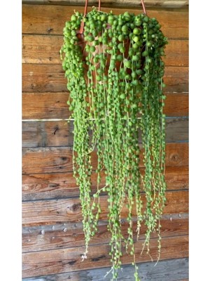 Serada Decor Plant Tesbih Çiçeği Askılı 60-70 cm Saksı Çapı 19 cm