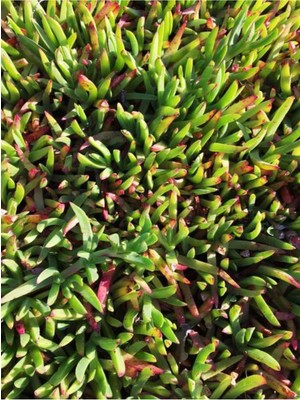 Serada Decor Plant Videolu Buz Çiçeği Mezarlık Kabir Çiçeği (10 15 Cm)45 Adet Dış Mekan Süs Bitkisi Yer Örtücü