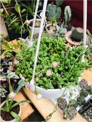 Serada Decor Plant Senecio Rowleyanus Tesbih Çiçeği Askılı Saksıda