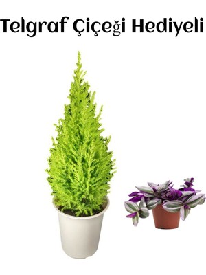 Serada Decor Plant Limon Kokulu Salon Limon Çamı Sevgililer Gününe Özel Telgraf Hediyeli