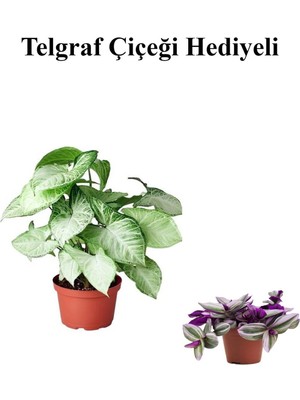 Serada Decor Plant Sevgililer Günü Hediyesi Zarif Yapraklı Melek Kanadı Bitkisi Telgraf Hediyeli