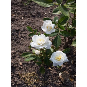 Serada Decor Plant Videolu 1 Adet Canlı Beyaz Bodur Gül Fidanı 20-40 cm Tüplü Çiçekli Bodur Bitkiler Whıte Rose