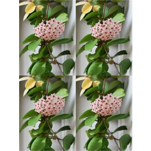 Serada Decor Plant Videolu Mum Çiçeği Bitkisi (50 70 Cm)4 Adet Saksılı Iç Mekan Bitkisi Hoya Carnosa
