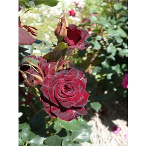 Serada Decor Plant Videolu Yediveren Kokulu Bordo Renk (30 60 Cm) 2 Adet Saksılı Aşılı Gül Burgundy Rose