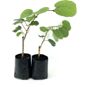 Serada Decor Plant Hayward Kivi Fidanı-Erkek ve Dişi 2 Adet 35-40 cm Bol Verimli Soğuğa Dayanıklı