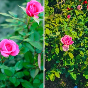 Serada Decor Plant Videolu 1 Adet Canlı Pembe Bodur Gül Fidanı 20-40 cm Tüplü Çiçekli Bodur Bitkiler Pink Rose