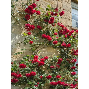 Serada Decor Plant Videolu Kırmızı Sarmaşık Gül Fidanı Kokulu (90 140 Cm)1 Adet Tüplü Aşılı Gül Red Rose