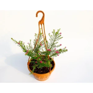 Serada Decor Plant Cennet Çiçeği Askılı Saksıda Hediyelik