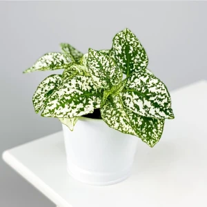 Serada Decor Plant Hypoestes Phyllostachya - Hostes Çiçeği (Beyaz)