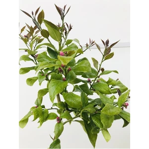 Serada Decor Plant Limon Fidanı Çiçekli Aşılı Fidan Yediveren Limon Fidanı Bol Verimli