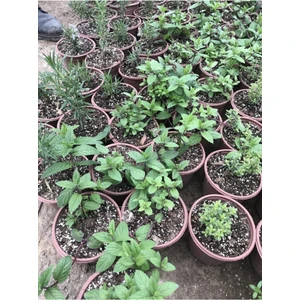 Serada Decor Plant Saksılı Nane Fidanı Fidesi 5 Adet 10-20 cm