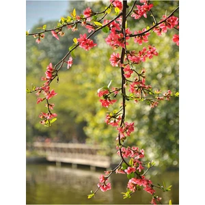 Serada Decor Plant Videolu Yörük Gelini Bahar Dalı (30 70 Cm)1 Adet Tüplü Dış Mekan Ağacı Japanese Quince