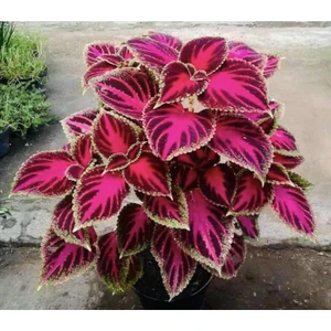 Serada Decor Plant Yaprak Güzeli