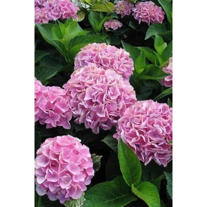 Serada Decor Plant Ortanca (40~60 Cm, Pembe)