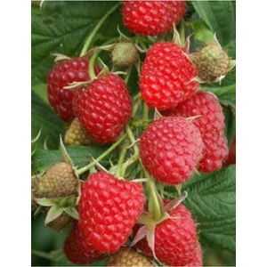 Serada Decor Plant Yediveren Ahududu Fidanı ( Açık Köklü) Bol Verimli