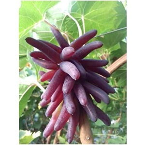 Serada Decor Plant  Aşılı 1,5 Yaşında Cadı Parmagı Üzüm Fidanı Bol Verimli Tüplü 20-40cm