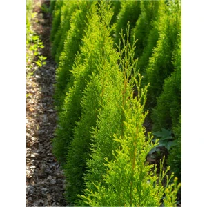 Serada Decor Plant Videolu Limoni Seli Limoni Servi Fidanı (10 15 Cm) 10 Adet Tüplü Dış Mekan Cupressus Macrocarpa