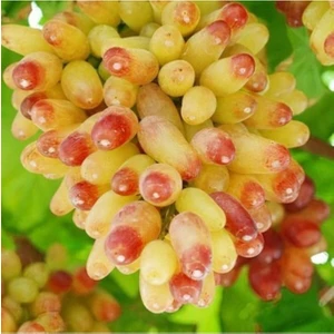 Serada Decor Plant Manikür Parmak Üzüm Fidanı Tüplü 30-50cm 1,5 Yaşında Bol Verimli