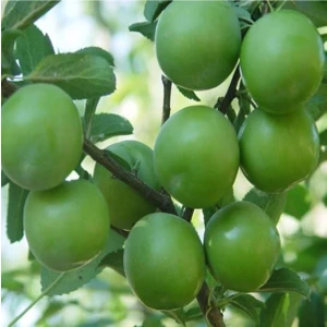 Serada Decor Plant Papaz Eriği Fidanı (Tüplü)