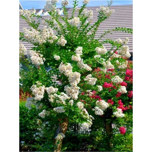 Serada Decor Plant Videolu Beyaz Çiçekli Oya Ağacı Fidanı (60 80 Cm)1 Adet Saksılı Dış Mekan Ağacı Lagerstroemia Indica