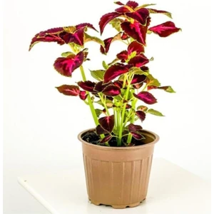 Serada Decor Plant Yaprağı Güzel Yaprak Güzeli Kolyos Çingene Şalvarı Ikili Set