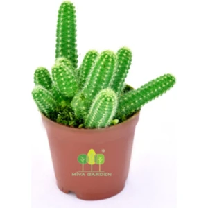Serada Decor Plant Echinopsis Chamaecereus  Yılan Kaktüs
