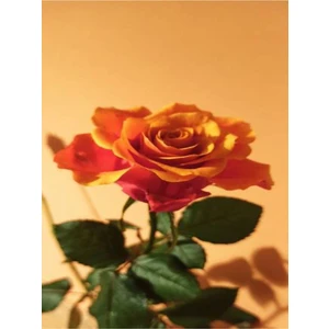 Serada Decor Plant Videolu 1 Adet Canlı Turuncu Bodur Gül Fidanı 20-40 cm Tüplü Çiçekli Bodur Bitkiler Orange Rose