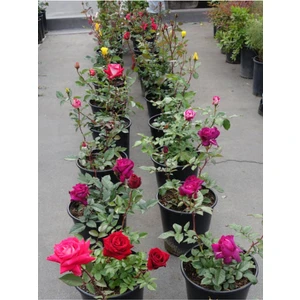 Serada Decor Plant Videolu Yediveren Kokulu (25 60 Cm) 5 Adet Farklı Çeşit Aşılı Gül Pink Red Orange White Yellow Ros