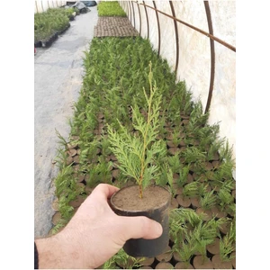 Serada Decor Plant Videolu Bahçelerin Vazgeçilmezi Leylandi Fidanı (20 40 Cm) 40 Adet Dış Mekan Bitkisi Cupressus