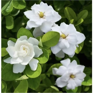 Serada Decor Plant Videolu 1 Adet Hoş Kokulu Gardenya Çiçeği Ofis Bitkisi 25-35 cm Saksılı Iç Mekan Bitki Gardenia
