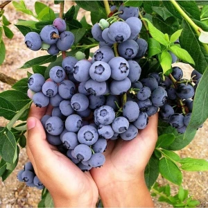 Serada Decor Plant Tüplü Büyük Meyveli Özel Çeşit Brigitta Yaban Mersini Fidanı