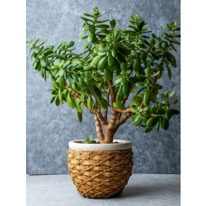 Serada Decor Plant Videolu Para Çiçeği (20 40 Cm)1 Adet Saksılı Iç Mekan Bitkisi Crassula Ovata