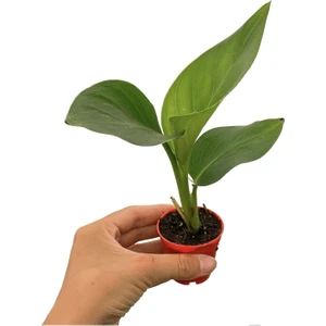 Serada Decor Plant Videolu Mini Saksıda Starliçe Cennet Kuşu Çiçeği (5 15 Cm)1 Adet Salon Bitkisi Strelitzia Nicolai