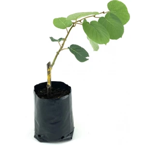 Serada Decor Plant Hayward Kivi Fidanı-Dişi 35-40 cm Bol Verimli Soğuğa Dayanıklı