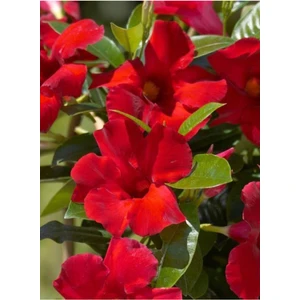 Serada Decor Plant Videolu 1 Adet Kırmızı Mandavilla Sarmaşığı Çiçeği 40-60 cm Tüplü Iç Mekan Bitkileri