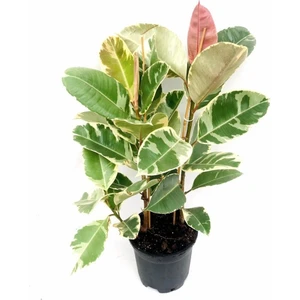 Serada Decor Plant Pembe Alacalı Kauçuk Çiçeği 2li 95-100CM Iç Mekan Bitkisi Hediyelik Salon Bitkisi