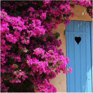 Serada Decor Plant Videolu Pembe Renkli Begonvil Çiçeği Fidanı (70 120 Cm)1 Adet Dış Mekan Süs Bitkisi Bougainvillea
