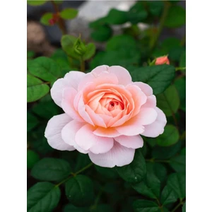 Serada Decor Plant Videolu Yoğun Kokulu 1 Adet Yavruağzı Renk Yediveren Gül Fidanı 20-40 cm Çiçekli Bodur Roses