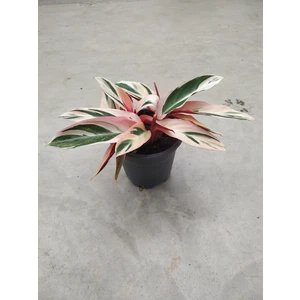 Serada Decor Plant Calathea Triostar