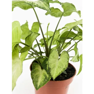 Serada Decor Plant Videolu Melek Kanadı Sarmaşık (50 60 Cm)1 Adet Saksılı Dış Mekan Bitkisi Syngonium Podophyllum