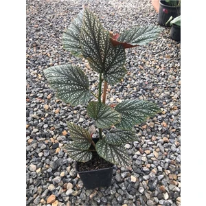 Serada Decor Plant Saksılı Çilli Begonya Canlı Çiçek