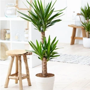 Serada Decor Plant Serada Decor&plant Yucca Bitkisi 2 Gövdeli Yuka Bitkisi Avize Çiçeği 80 100 cm Ev Salon Bitkisi