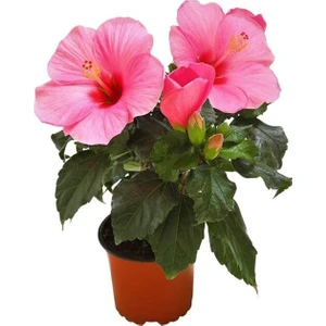 Serada Decor Plant Videolu Pembe Japon Gülü Çiçeği Fidanı (40 45 Cm)1 Adet Saksılı Camellia Japonica