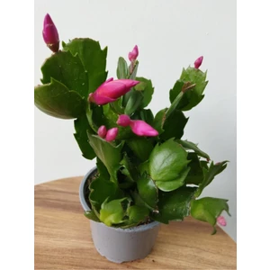 Serada Decor Plant Schlumbergera Purple-Kaktüs-Yılbaşı Çiçeği