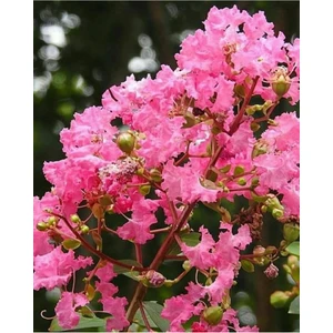 Serada Decor Plant Pembe Oya Ağacı 1.5 M