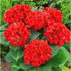 Serada Decor Plant Tüplü Kırmızı Ithal Ortanca Fidanı 12 Dikim Yapılabilir..