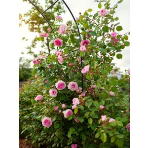 Serada Decor Plant Videolu Pembe Sarmaşık Çardak Gül Fidanı 1 Adet Saksılı/ Tüplü 90-120 cm (Climbing Rose)