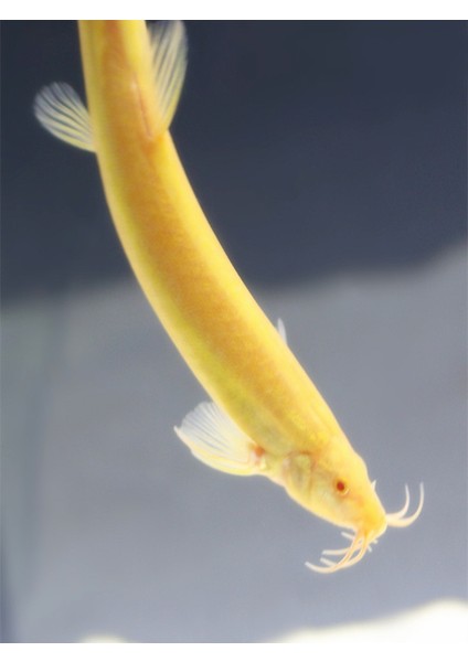 Altın Çoprabalığı Küçük Altın Arowana Canlı Altın Çoprabalığı Kırmızı Çoprabalığı Çöp Balık Aracı Balık Temizleme Balık Soğuk Su Çöpçü Balık (Yurt Dışından) fiyatları